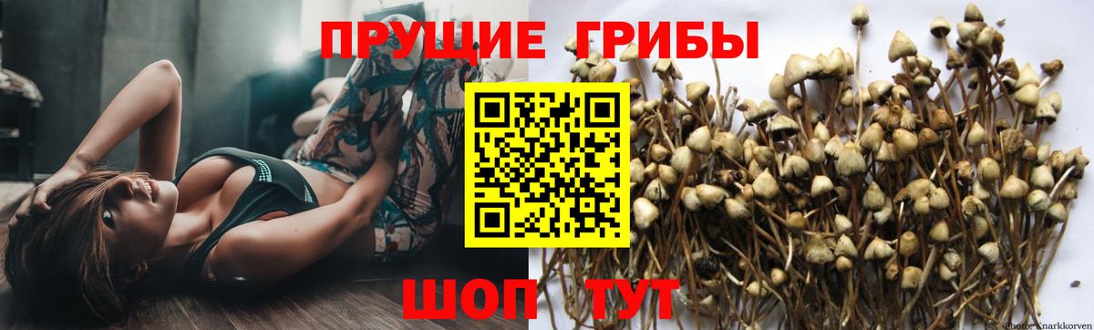 Галлюциногенные грибы Psilocybe  Вход с VPN  Пятигорск 